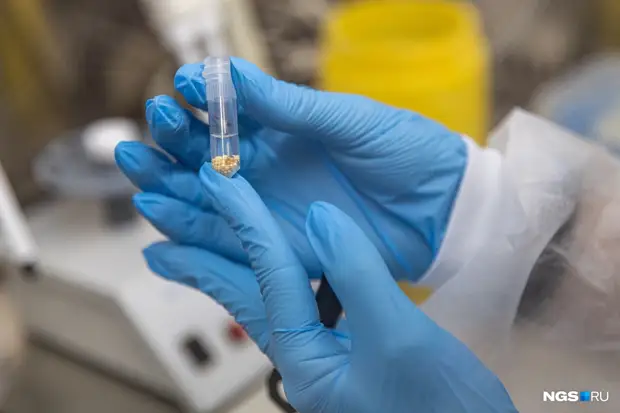 В Новосибирской области на 69% увеличилось число укусов клещей