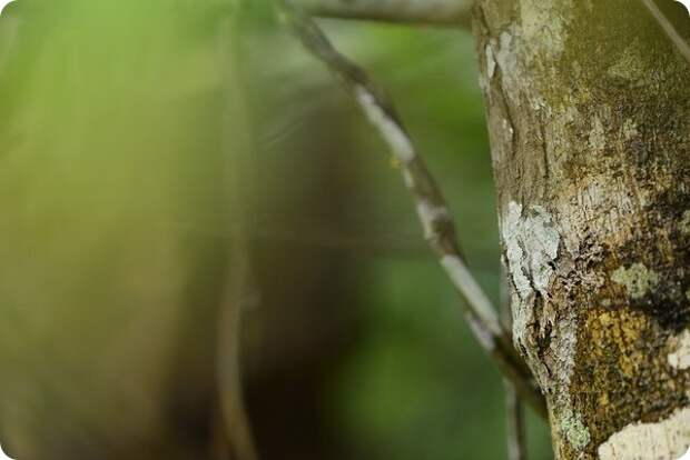 Мшистый плоскохвостый геккон (лат. Uroplatus sikorae)