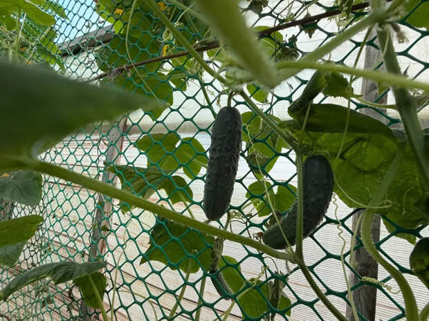 Не боятся ни жары, ни дождей: 3 гибрида огурцов для открытого грунта, которые не подведут