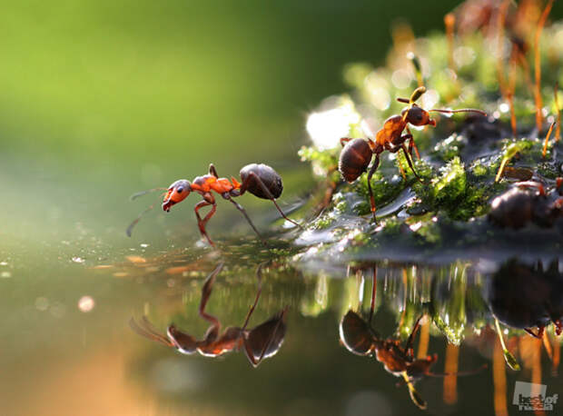 00212 Лучшие фотографии России 2011. Номинация “Природа”