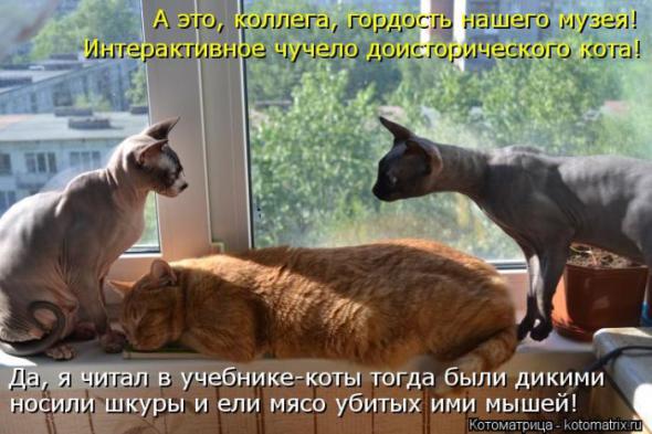 Котоматрицы(картинки с надписями)