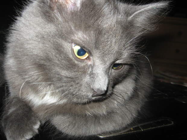Немного про кота животные, коты