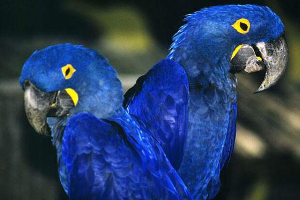 Синий ара в природных и домашних условиях. Фото попугаев