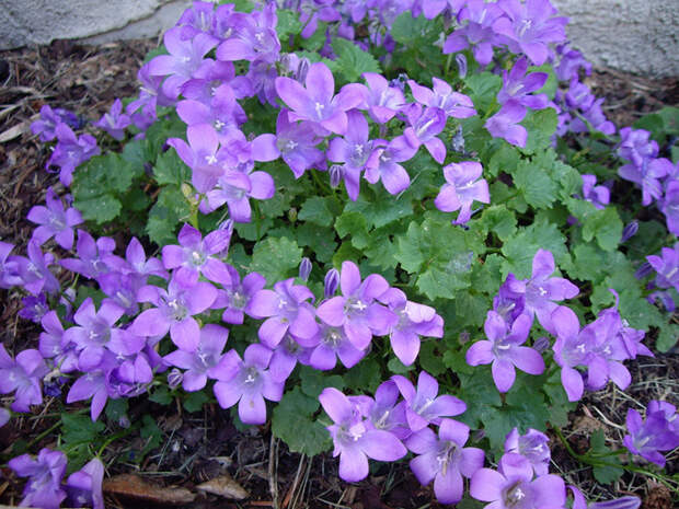 http://www.floraprice.ru/v2/wp-content/uploads/2012/01/kolokol7.jpg