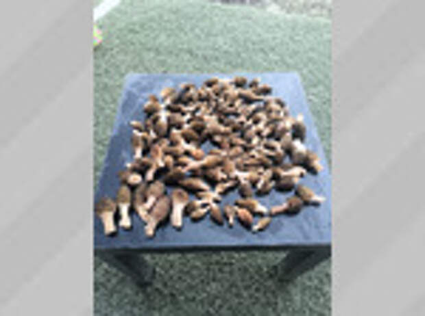 Фото: Руслан Муравьев / vk.com/gribniki22rus