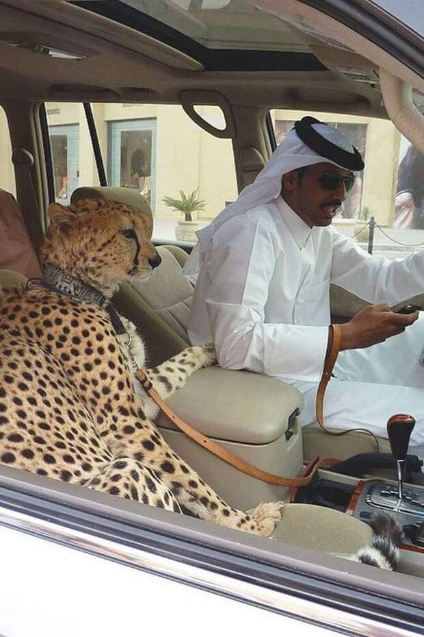 facts-dubai-1.jpg facts-dubai-1.jpg