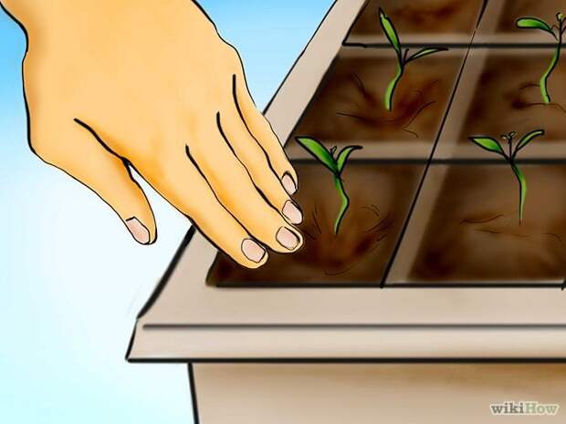 Plant Tomatoes from Seed Step 20.jpg