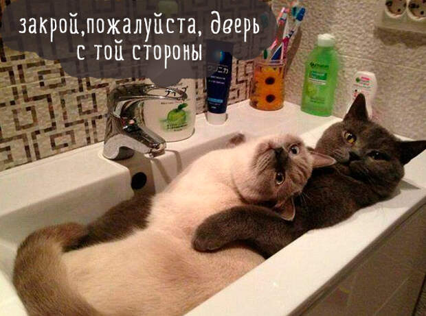 Картинки этих смешных котов развеселят вас за 1 минуту Картинки этих смешных котов развеселят вас за 1 минуту