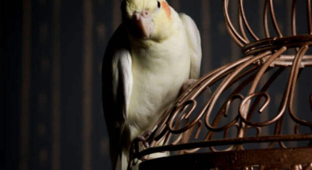Cockatiel