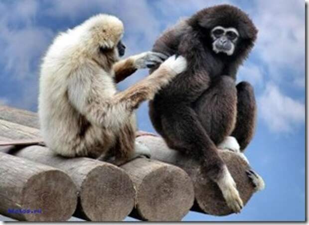 normal_Primates_Social_systems