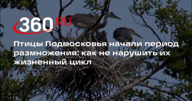 Птицы Подмосковья начали период размножения: как не нарушить их жизненный цикл