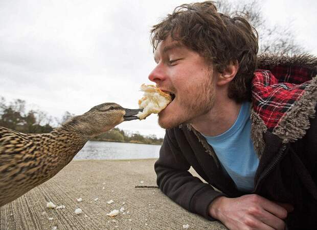 5511210-880-1450945704-funny-animal-selfies-allan-dixon-3