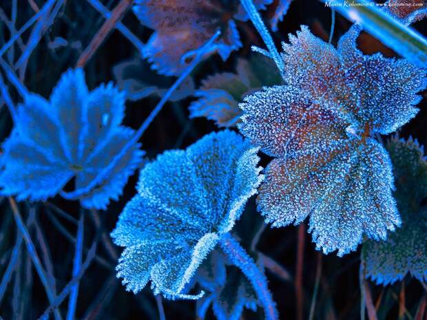 hoarfrost04 Утренний иней