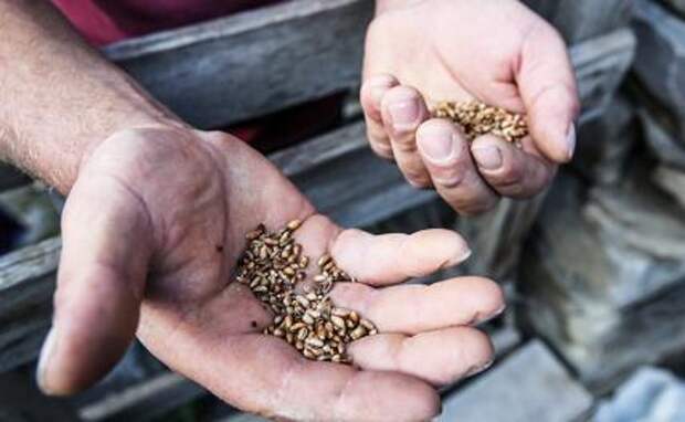 Зелёная контра: Статью УК РФ № 281 (Диверсия) никто не отменял, «иные действия» — это очень опасно