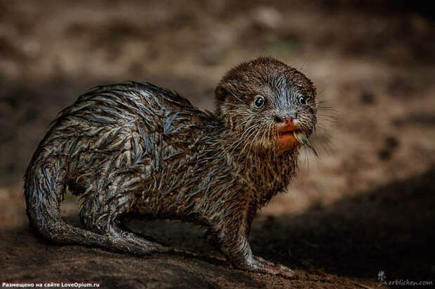 Портреты животных