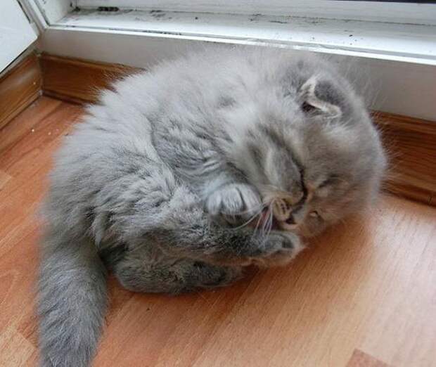22 уютно спящих котенка 22 уютно спящих котенка