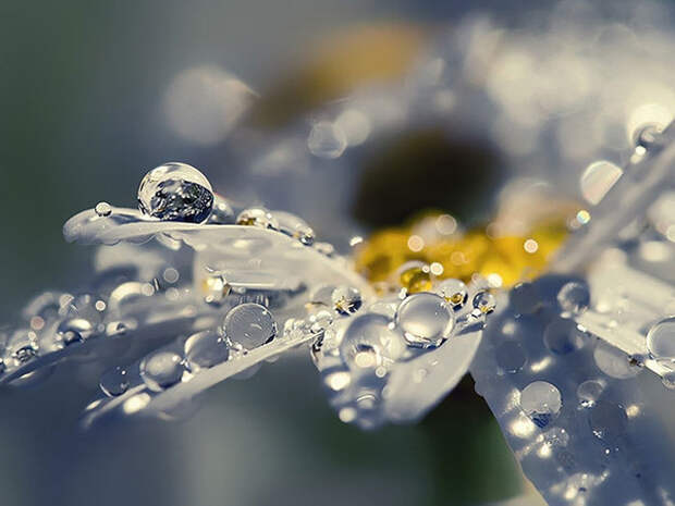4897960_flowers94 (600x450, 63Kb)