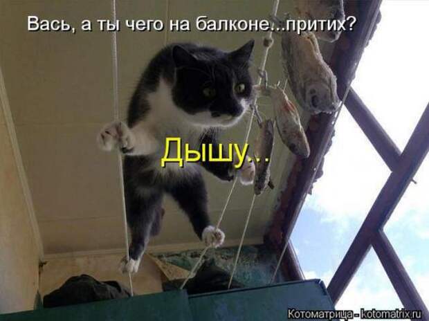 Котоматрицы(картинки с подписями)