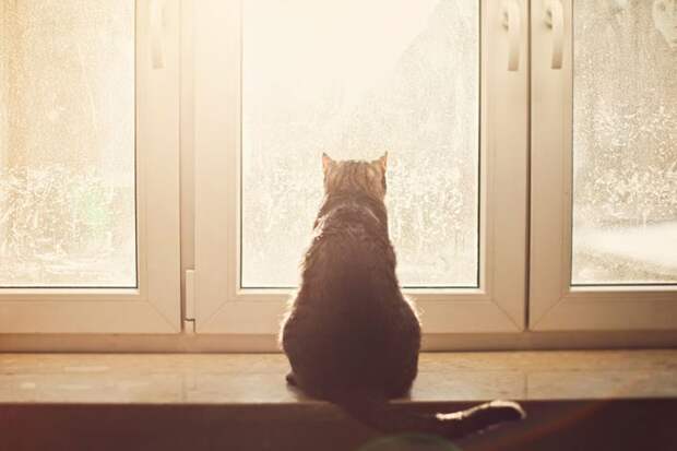 меланхоличные коты ждут хозяина у окна (6)