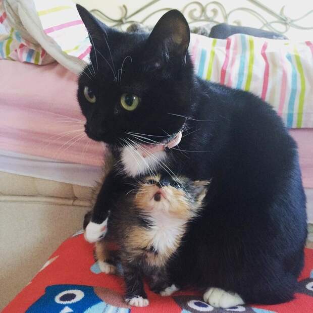Без кота и жизнь не та