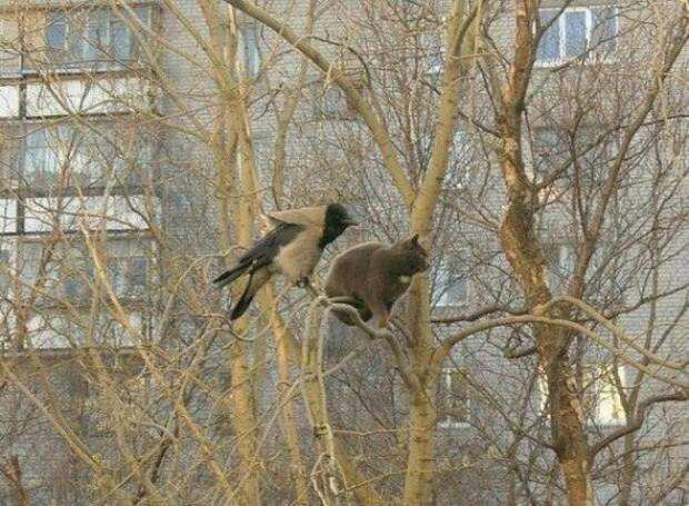 Нас и здесь неплохо кормят! Прэлестно, прэлестно! Нас и здесь неплохо кормят! Прэлестно, прэлестно! жизнь хороша, компания, посиделки, прикол