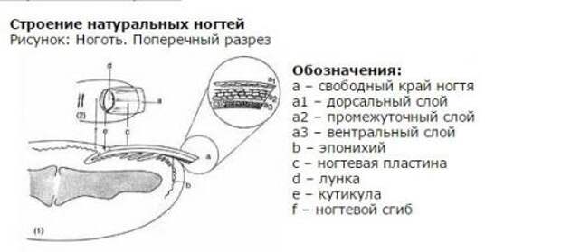 Строение ногтевой пластины для мастера маникюра схема