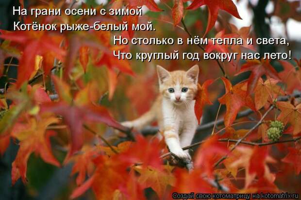 Котоматрица: На грани осени с зимой Котёнок рыже-белый мой. Но столько в нём тепла и света, Что круглый год вокруг нас лето!