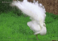 ����� ��������, ������, ����� �������,  gif ��������, �����,  ��� �������� ������� ��������� 