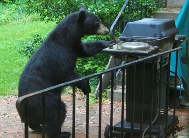Забавные медведи и медвежата