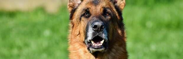 Служебный пёс помог обнаружить наркотики у иностранца в Туркестанской области