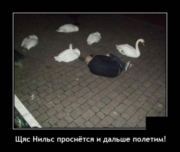 Демотиватор про лебедя