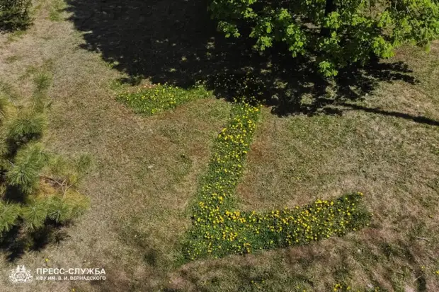 В Симферополе высадили из цветов огромные буквы Z и V