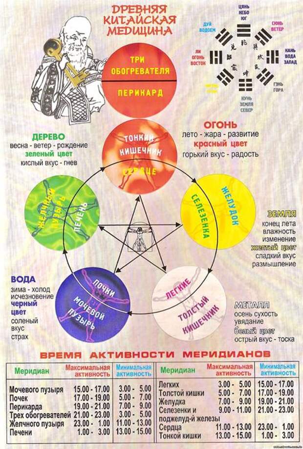 взаимосвязи органов (473x700, 99Kb)