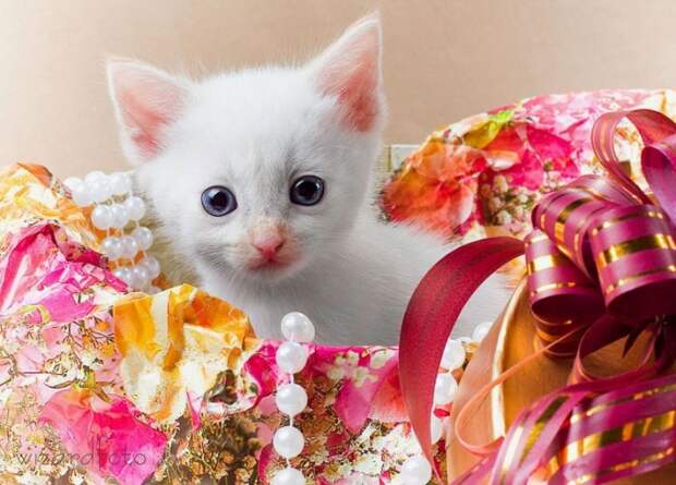 Позитив. Классные животные (89 фото)