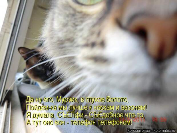 Лучшие котоматрицы недели (50 фото)