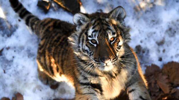 Легендарное спасение амурского тигра: история неожиданного союза
