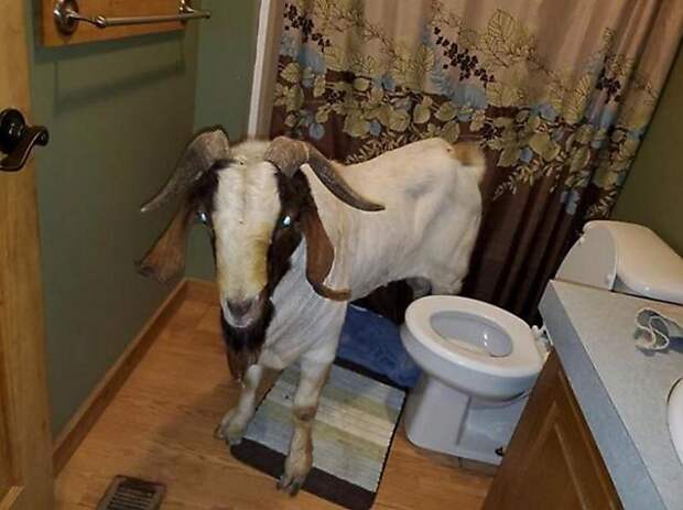 Сбежавший козёл проник в чужое жилище и задремал в туалете