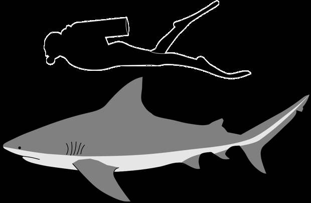Сравнение человека со средней тупорылой акулой. Фото: Kurzon - Own work, CC BY-SA 4.0