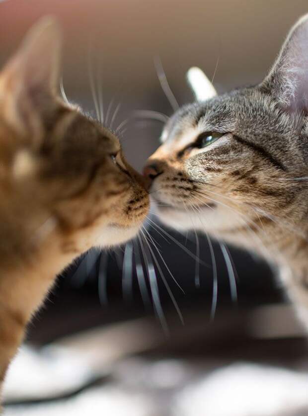 18 кошек доказывающих, что любить может каждый кошки которые умеют любить, кошачья любовь