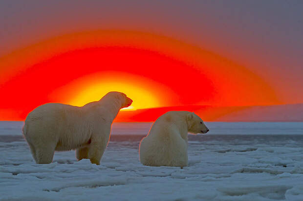 bearsnsunset01 Белые медведи и великолепный закат на Аляске
