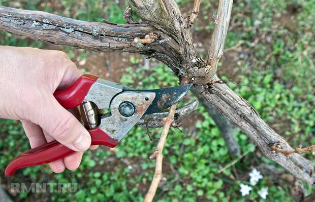 Умный виноградник: формировка и обрезка