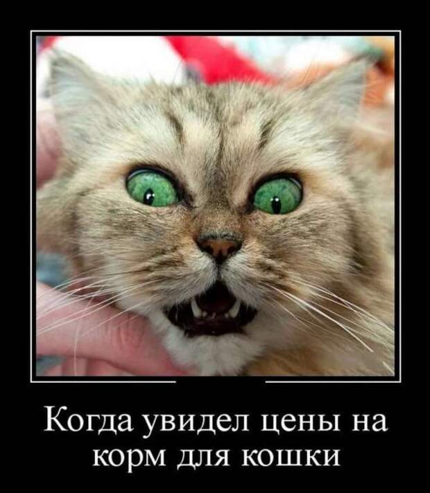Прикольные демотиваторы с надписями. Подборка chert-poberi-dem-chert-poberi-dem-45530230052020-3 картинка chert-poberi-dem-45530230052020-3