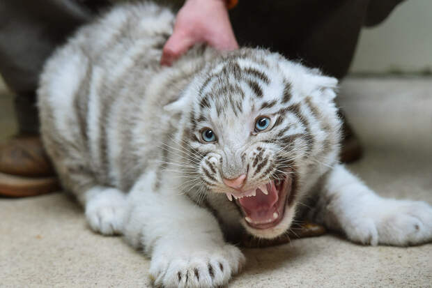 Ветеринарный осмотр тигренка в зоопарке в Чехии