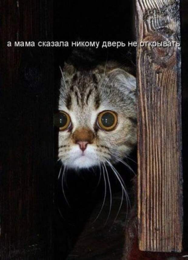 Прикольная котоматрица (22 шт)