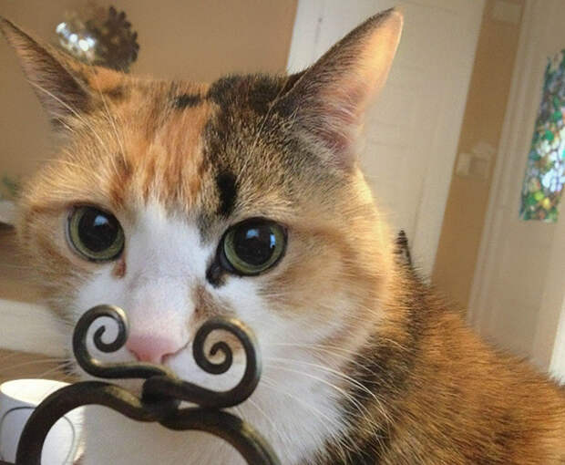 фотографии котов фотографии котов
