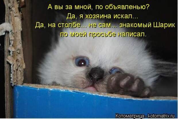Котоматрицы (забавные картинки с надписями)