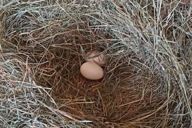 Гуси, обитающие на набережной Тамбова, скоро станут родителями