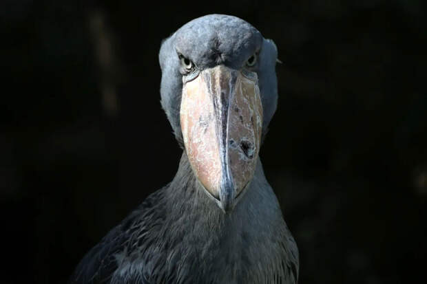 Китоглав в объективе