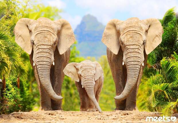 rainforest, Africa rainforest