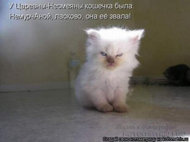 Котоматрицы....самые прикольные